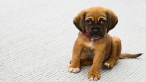 CDA: 42.000 euro naar dierenwelzijn