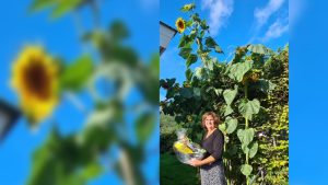 Welkoop Rijpje beloont grootste zonnebloem