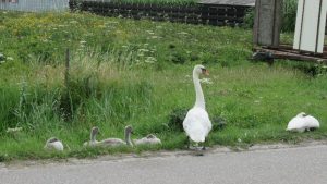 De zwanenfamilie terug in Waarland