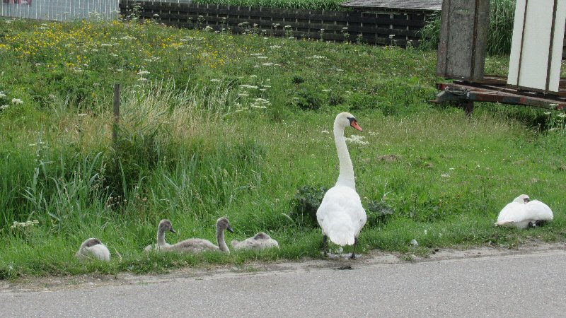 De zwanenfamilie terug in Waarland