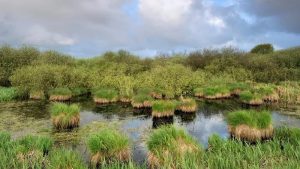 Verboden bestrijdingsmiddelen in Zwanenwater