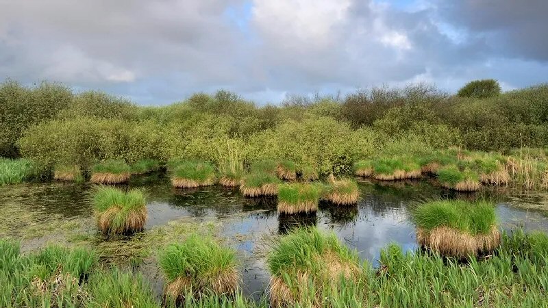 Verboden bestrijdingsmiddelen in Zwanenwater