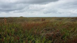 Landschap Noord-Holland organiseert wandeling door PWN-duin bij Huisduinen