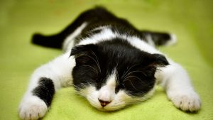 Zorgen over mogelijke uitbraak kattenziekte