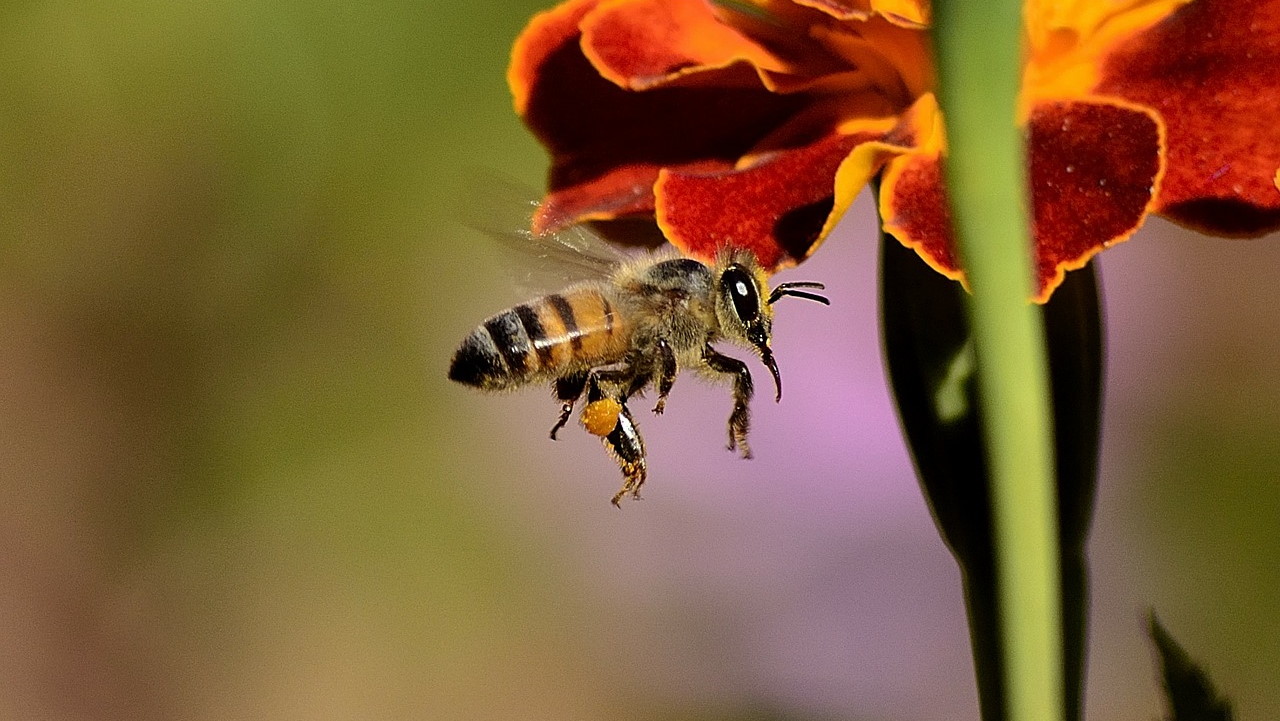 Plan biodiversiteit enthousiast ontvangen door raad Hollands Kroon