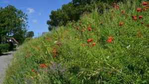 Erfscan voor biodiversiteit