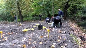 Video: Vrijwilligers planten duizenden bollen in Poldertuin