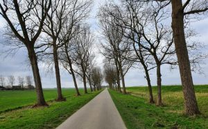 OHK vraagt naar de resultaten van bomenverplanting in Hollands Kroon