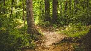 Hollands Kroon geeft bomen gratis weg