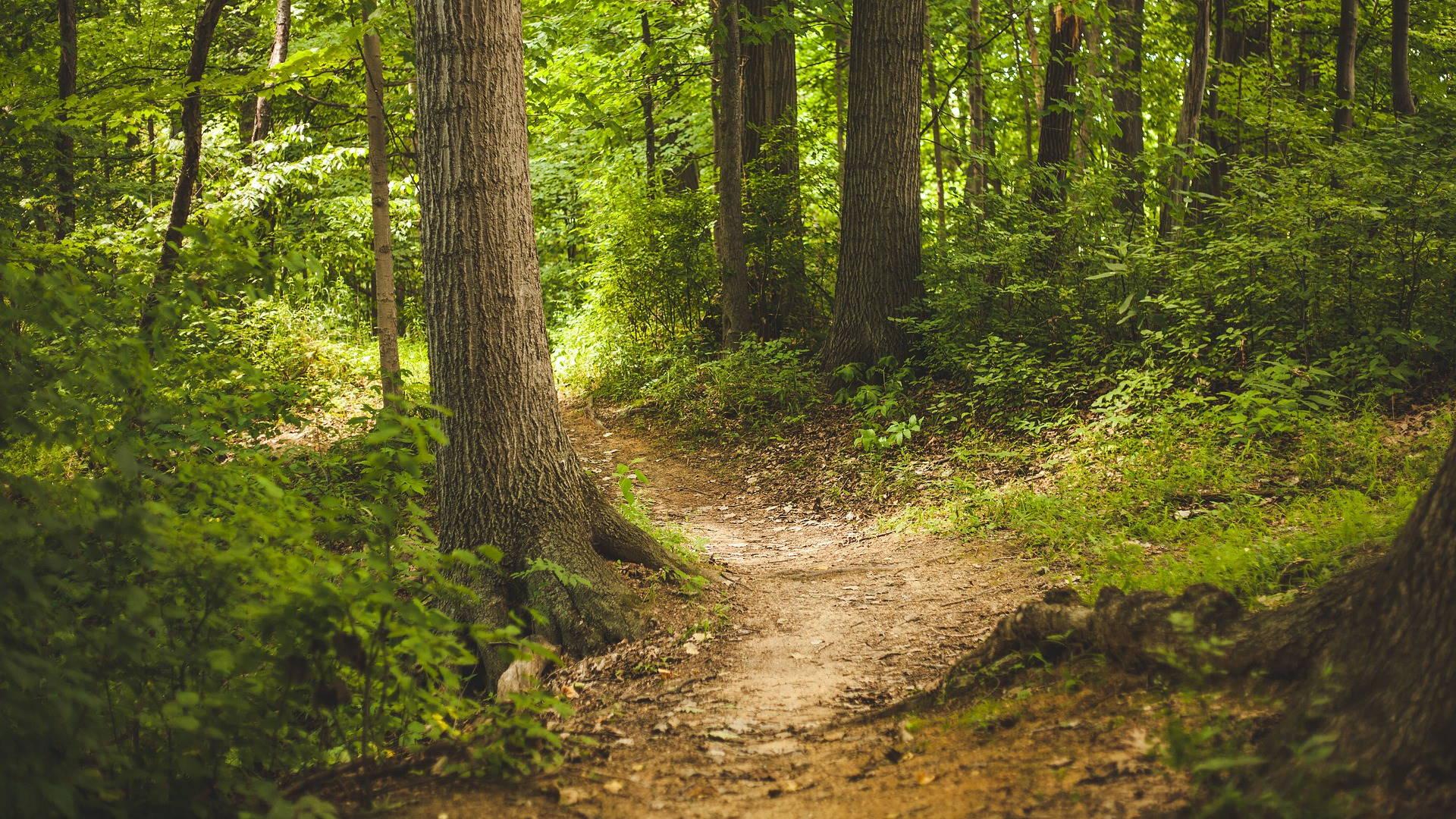 Walk en Talk in het Robbenoordbos