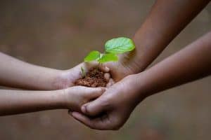 Gratis plantenpakket en boom voor scholen