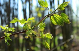 Hollands Kroon geeft tweehonderd bomen weg