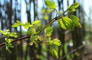 Gratis jonge bomen en struiken voor inwoners van Hollands Kroon en Schagen