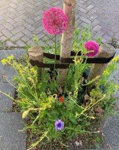 Vergroen de straat tijdens het boomspiegelfeest