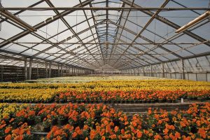 Nieuw beleid voor arbeidsmigranten Hollands Kroon