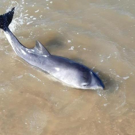 Bruinvis aangespoeld in Den Helder