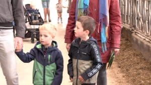 Veel belangstelling voor Friesland Campina open boerderij dagen (video)