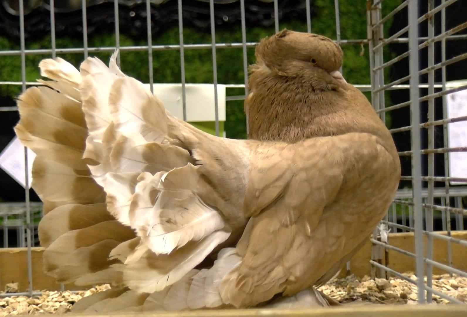 Video: Volop drukte bij kleindiershow Winkel