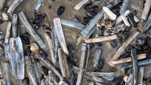 Expeditie op het strand van het Zwanenwater