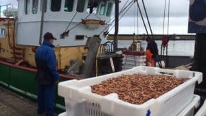 Garnalenvissers varen niet meer uit: “Geen handel meer door coronamaatregelen”
