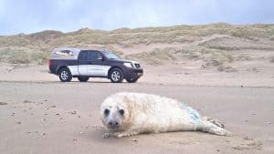 Pasgeboren pups op het strand
