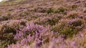 Klimaatverandering zichtbaar in heide en bos