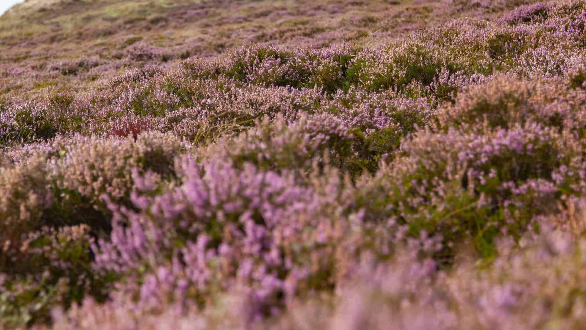 Klimaatverandering zichtbaar in heide en bos