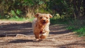 Dierenbescherming zoekt dierenbuddy’s