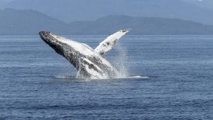 Walvis gespot voor de kust van Camperduin 