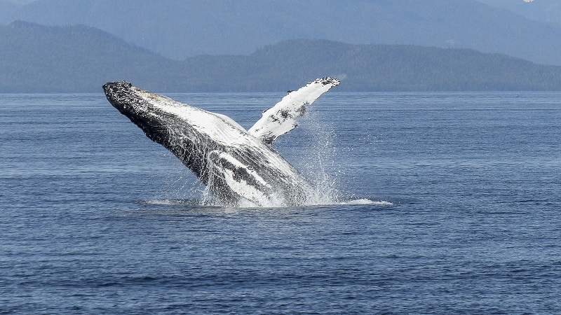 Walvis gespot voor de kust van Camperduin 