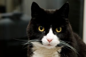 Stijging in aantal vermiste huisdieren in de Noordkop