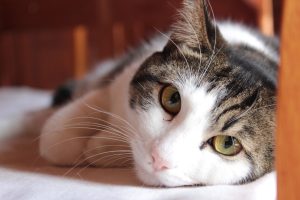 Fractie Pastoor vraagt extra geld, middelen en aandacht voor dieren