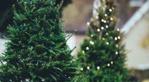 Kerstwandeling door Breezand
