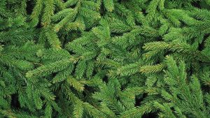 Wederom kerstbomenactie ‘sleep je groen’