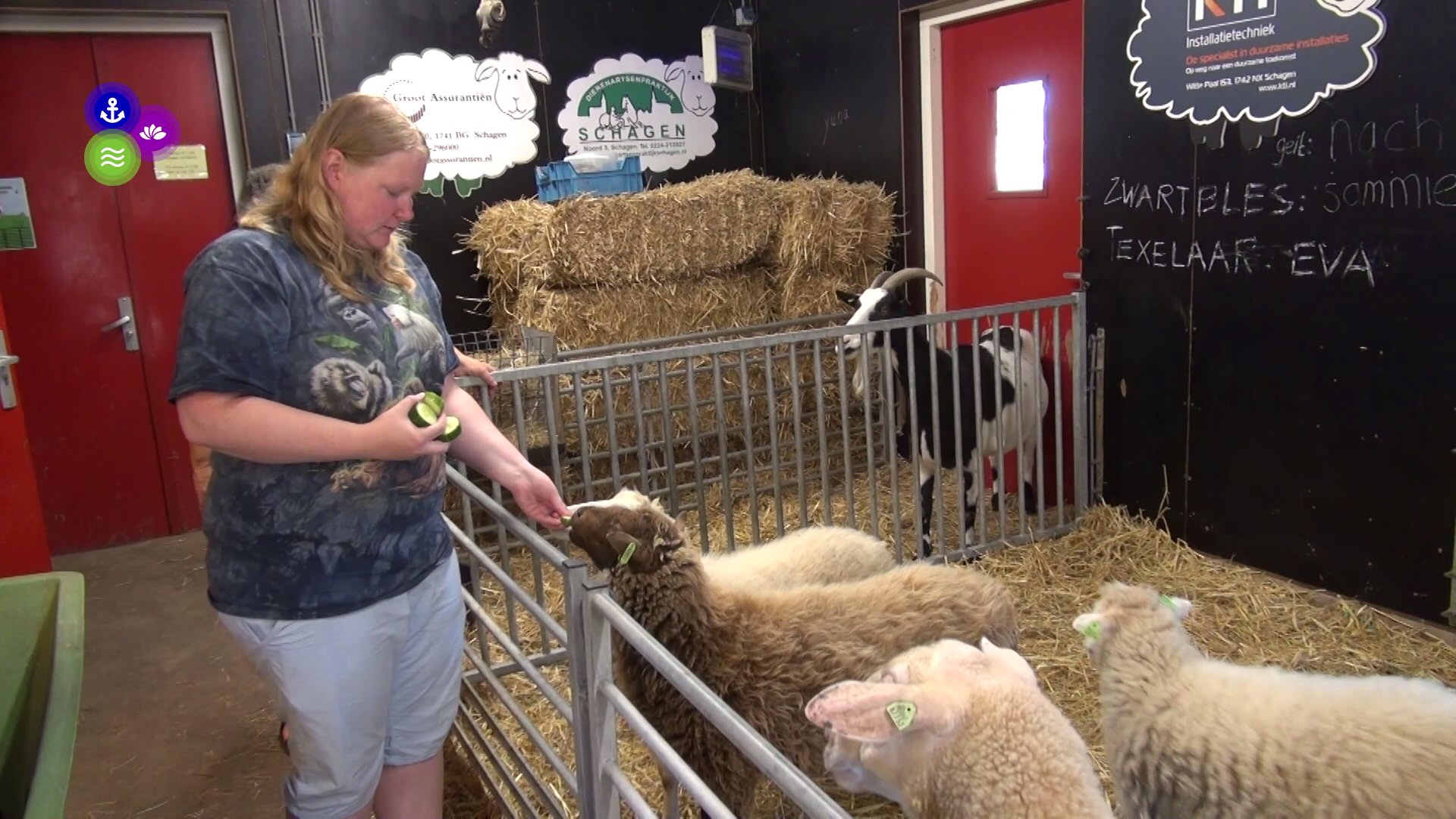 Geen blauwtong op kinderboerderij