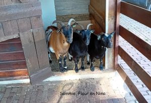 Het is over en uit voor kinderboerderij ‘Het Galjoen’ in Wieringerwerf