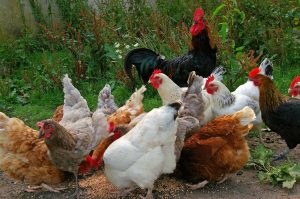 Kippen zorgboerderij Wieringerwerf geruimd na vaststelling vogelgriep