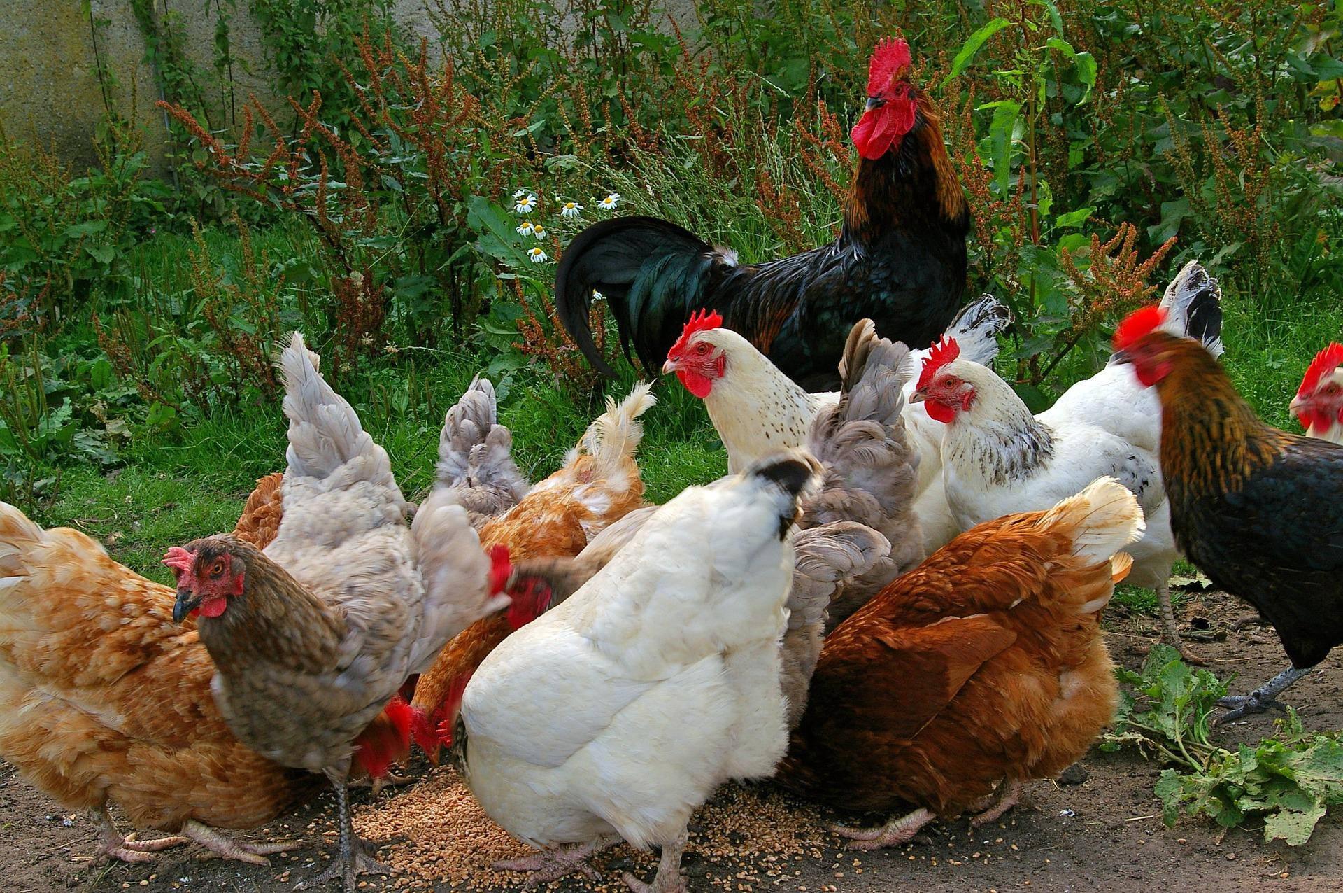 Kippen zorgboerderij Wieringerwerf geruimd na vaststelling vogelgriep