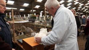 Video: Fokkers laten hun konijnen en sierduiven keuren op kleindierententoonstelling