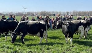 Koeien weer de wei in, dames uit hun dak! (video)