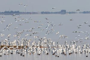 Lepelaars en meer: unieke vogelexcursie op Balgzand
