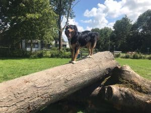 Losloopgebieden Den Helder flink ingeperkt
