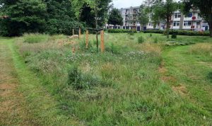 Meer biodiversiteit door nieuw maaibeleid