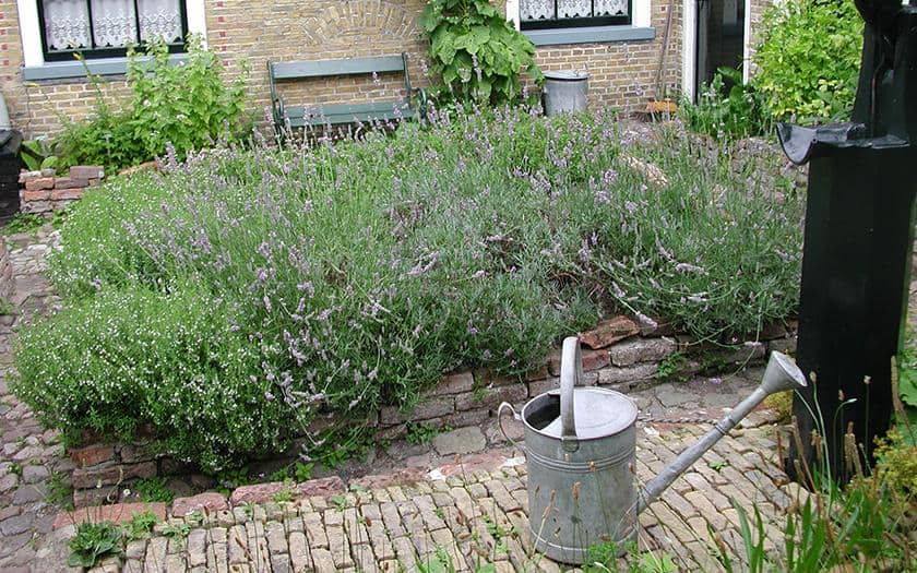 Tuinvrijwilligers met groene vingers gezocht