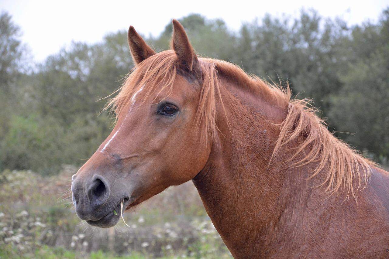 Politiek wil het liefst meerdere nieuwe ruiterpaden op Wieringen
