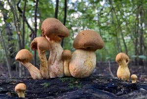 Op zoek naar paddenstoelen