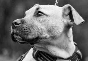 Vrouw uit Den Helder verwaarloosde haar honden totaal