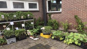 Groene gezelligheid op de Plantjesmarkt
