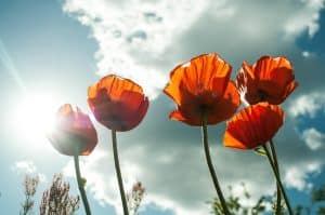 Kinderen gaan ‘poppies’ plaatsen op graven van geallieerden