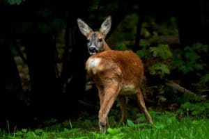 Campagne ‘Rij niet te wild’ van start